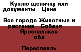 Куплю щенячку или документы › Цена ­ 3 000 - Все города Животные и растения » Собаки   . Ярославская обл.,Переславль-Залесский г.